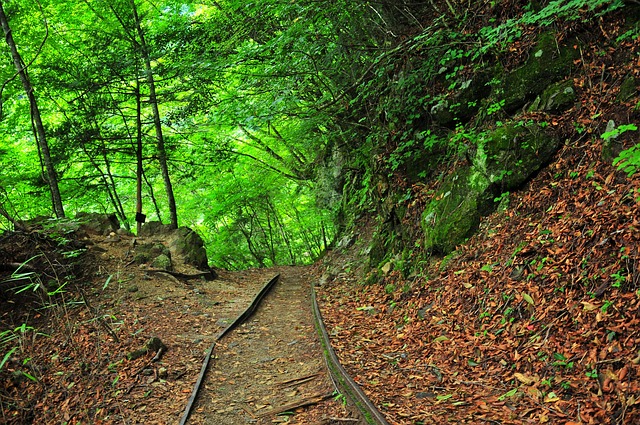 Free Woods Forest photo and picture