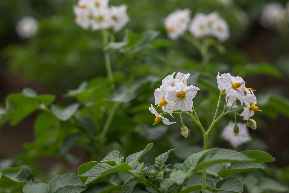 Flor De Batata Um Campo Foto Gratuita No Pixabay