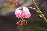 turk's cap lily, flower, nature