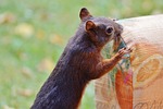 squirrel, verifiable kitten, rodent