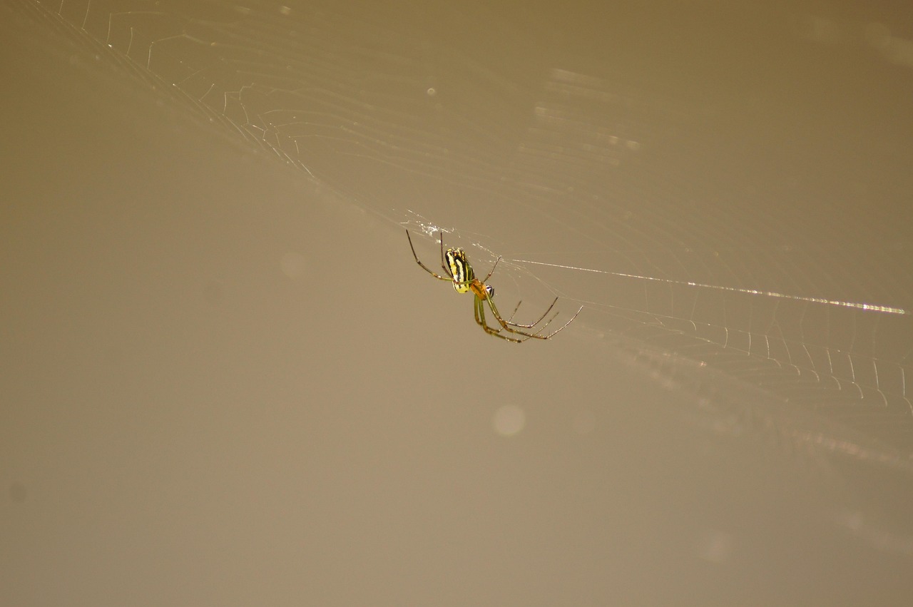 Coscorron Insecto Naturaleza Insectos Cocora - Foto gratis en Pixabay