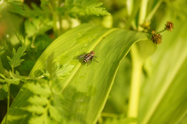 Cosar Insecta Naturaleza Insectos Cocora - Foto gratis en Pixabay - Pixabay