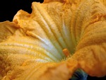 pumpkin flower, flower, pumpkin
