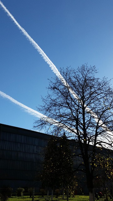 Free Tree Chemtrails photo and picture