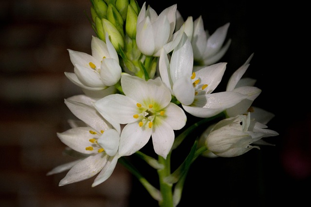 Free Flowers White photo and picture