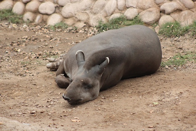 Free Tapir Jungle photo and picture