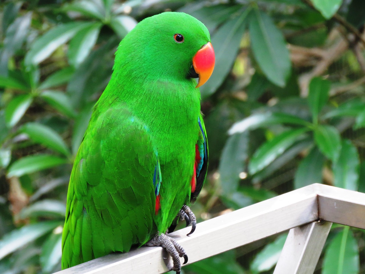 Cutest Parrot Cutest Parrot
