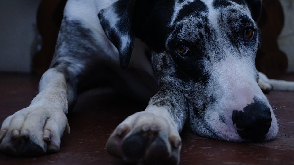 Big Dog - Free photo on Pixabay - Pixabay