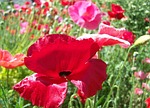 hadji, red, crop