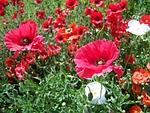 mákföld, hadji, cultivars