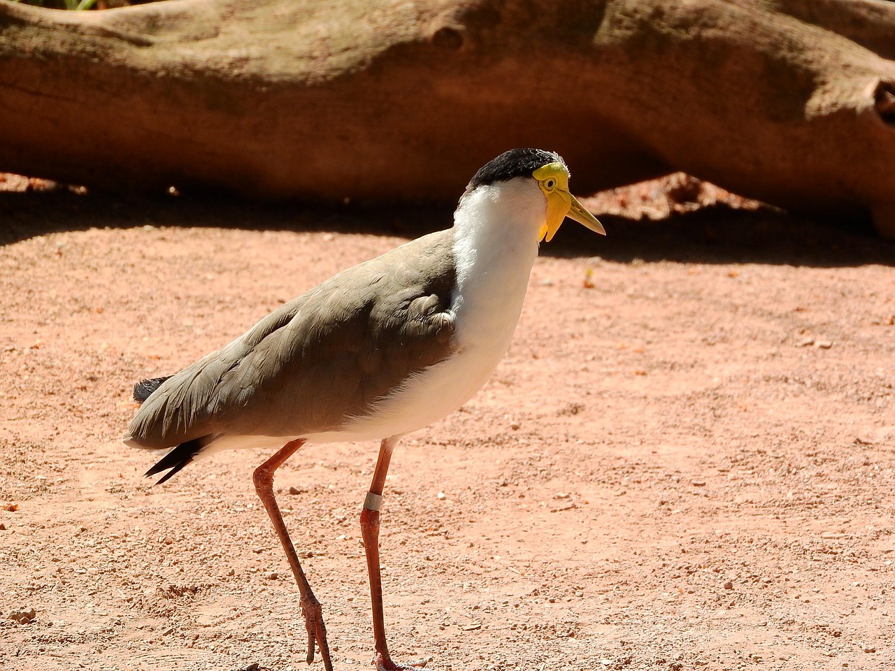 Download free HD stock image of Lapwing Australian Vanellus Miles Miles Free Lapwing Australian Vanellus Miles Miles photo and picture