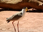 lapwing australian, vanellus miles miles, peewit