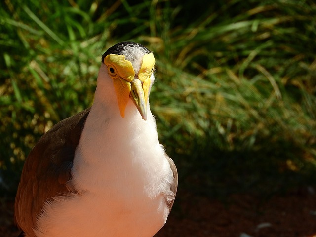 Download free HD stock image of Lapwing Australian Vanellus Miles Miles Free Lapwing Australian Vanellus Miles Miles photo and picture