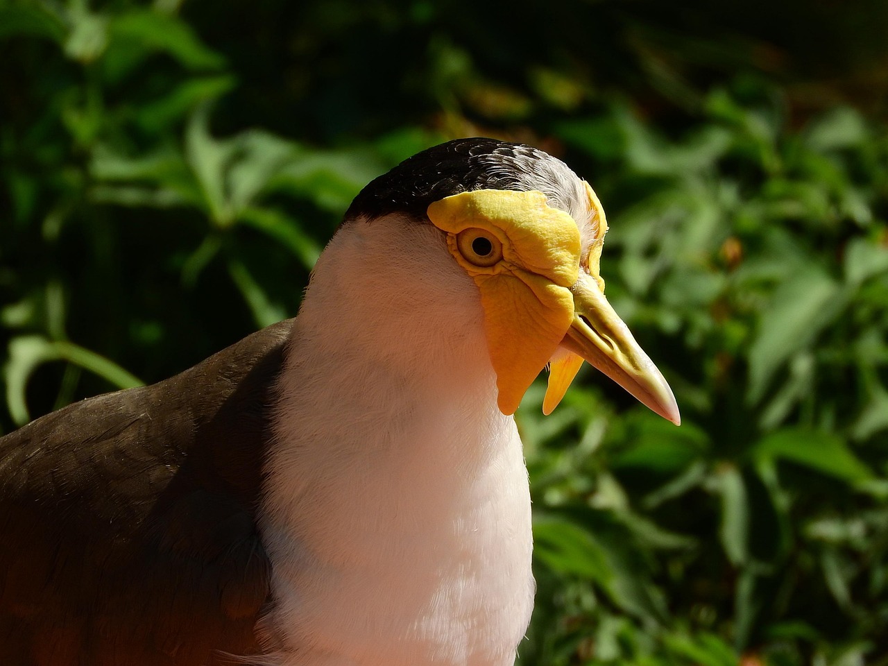 Download free HD stock image of Lapwing Australian Vanellus Miles Miles Free Lapwing Australian Vanellus Miles Miles photo and picture