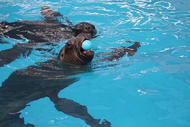 Free Seal Pool photo and picture