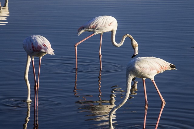 Fugle, Natur, Vilde Dyr, Flamingo