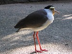 purple bird, bird, looking