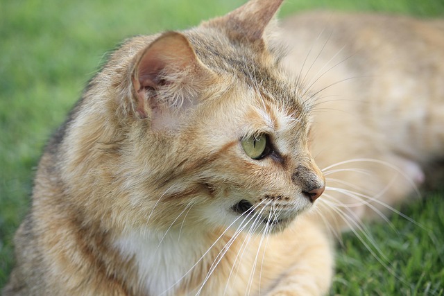 Dyr, Kat, Natur, Feline, Dyr, Kæledyr