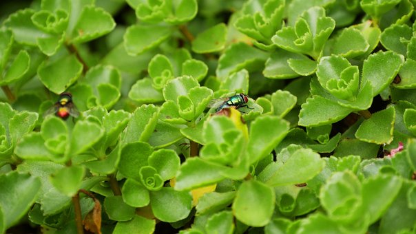 Plante, Bunddække, Flyve, Insekter, Have