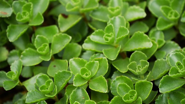 Plante, Bunddække, Have, Stedsegrønne