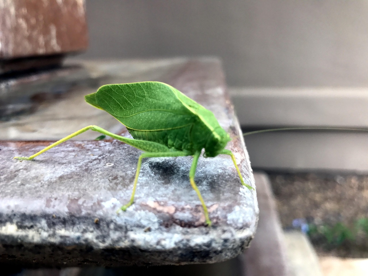 Bchira Insecte Más de 60 imágenes gratis de Chicharra y Insecto - Pixabay