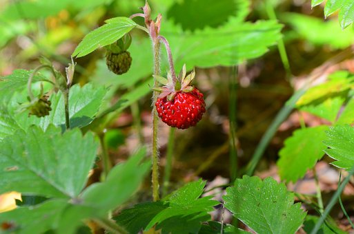 Free Strawberry Berry photo and picture