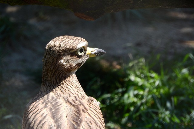 Free Double Úhorní Burhinus Oedicnemus photo and picture