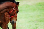 offspring, konik, mammal