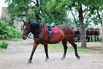 the horse, work, lonżowanie