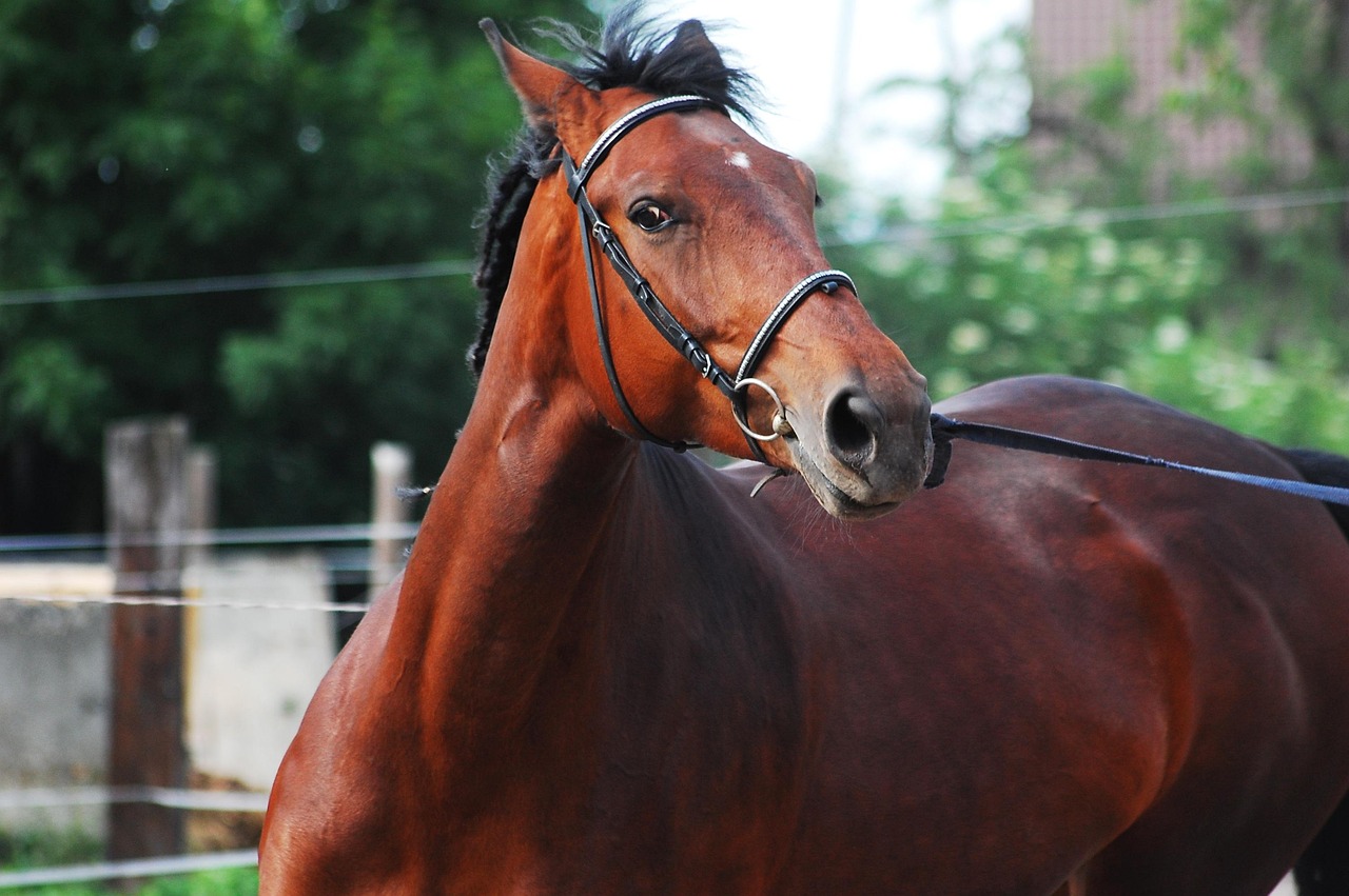 Horse - free online jigsaw puzzle photo