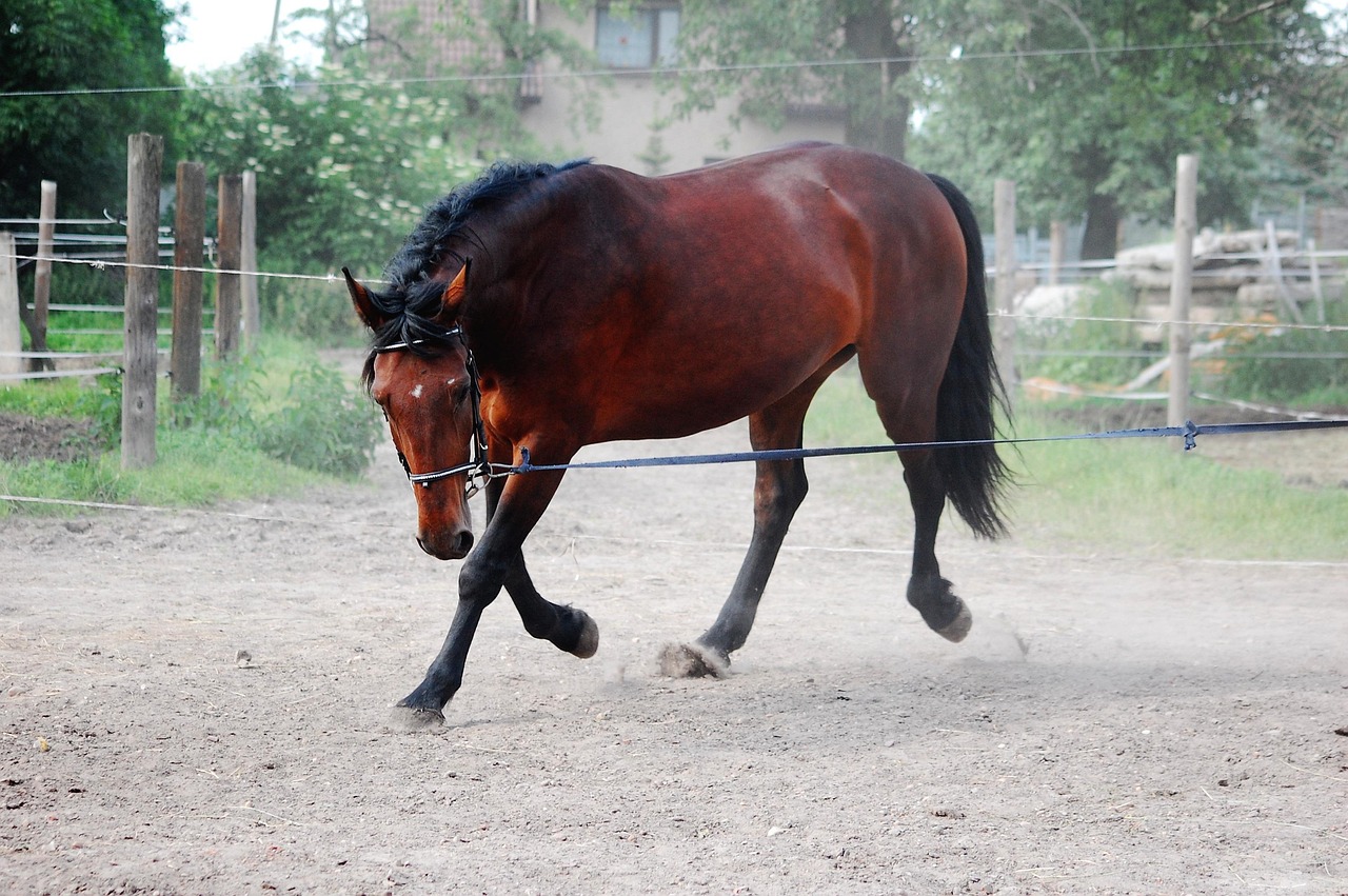 Horse - free online jigsaw puzzle photo
