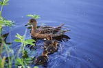 mom, duck, ducklings
