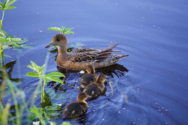 Mom Duck Ducklings - Free photo on Pixabay