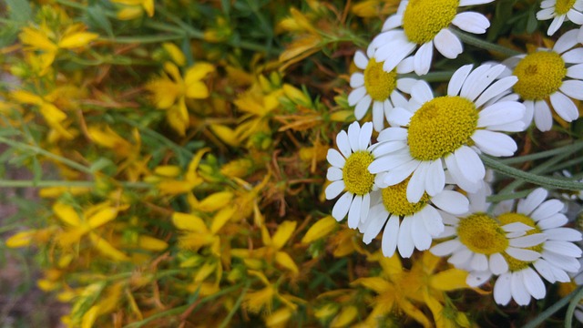 Free Daisy Flower photo and picture
