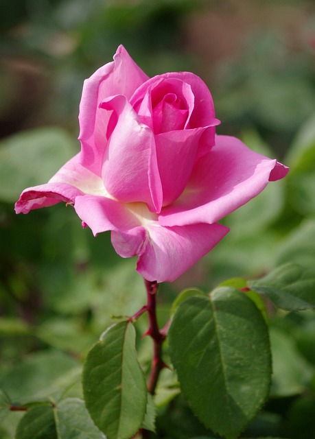 Free Flowers Beautiful Flowers photo and picture