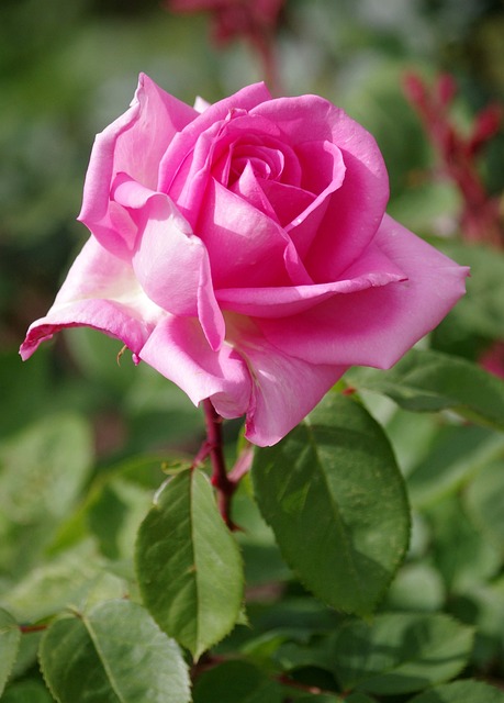 Free Roses Nature photo and picture