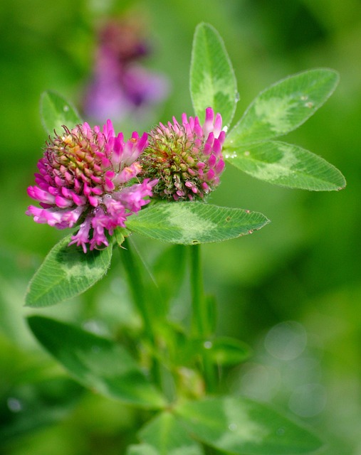 Free Clover Flower Background photo and picture