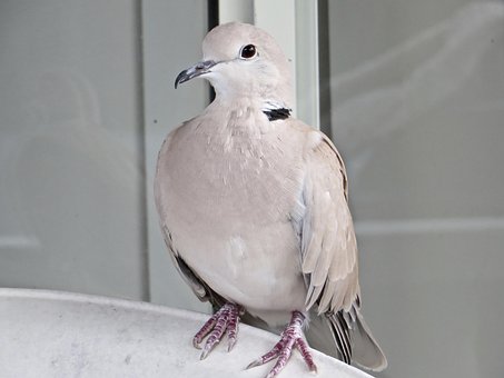 Szopás brisbane