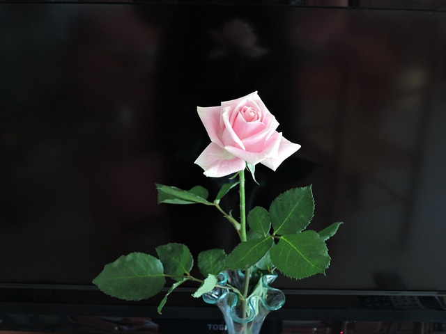 Free Pink Pastel photo and picture