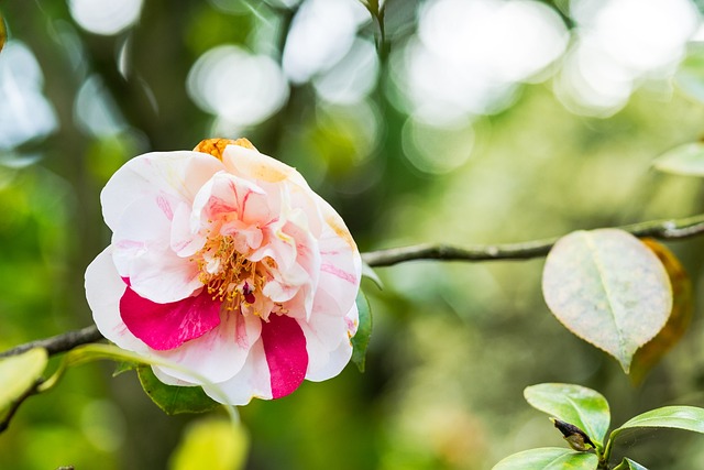 Blume, Hibiskus, Blumen Hintergrund