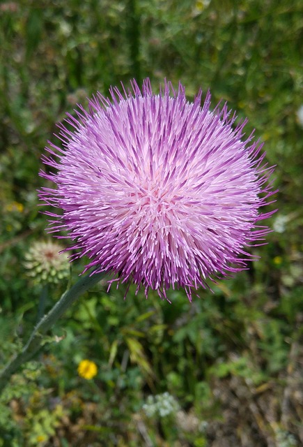 Free Wild Flower Thistle photo and picture