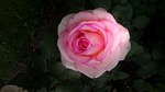 rose, floribunda, blossom