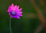 immortelle, flower, mov