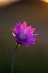 immortelle, flower, mov