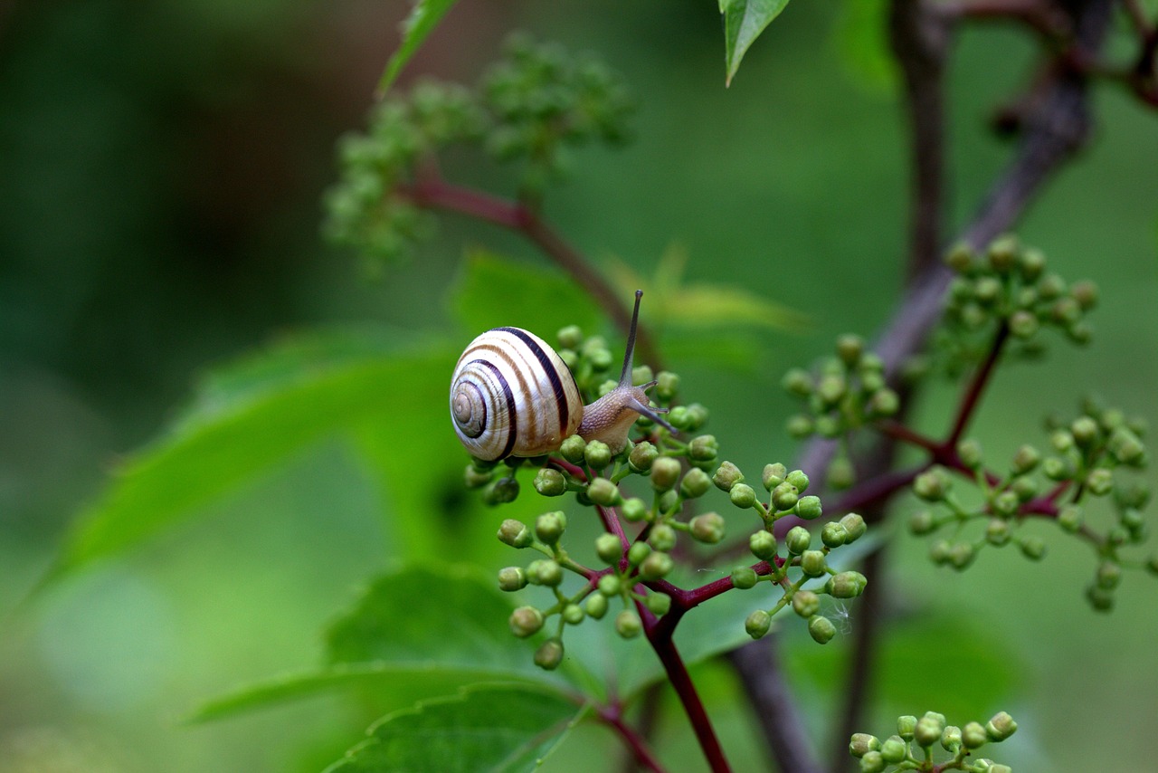Worm Shell Horns - Free photo on Pixabay - Pixabay