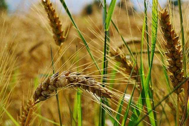 Trigo, Agricultura, Campo, Orejas