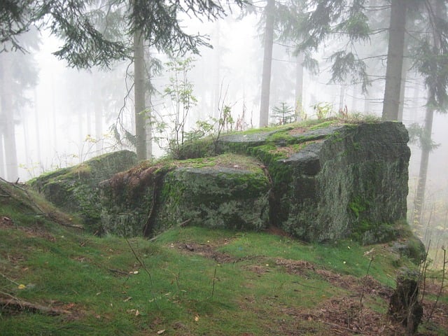 Free forest rock trees illustration