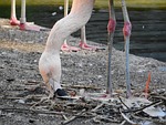 flamingo chilean, phoenicopterus chilensis, flamingo