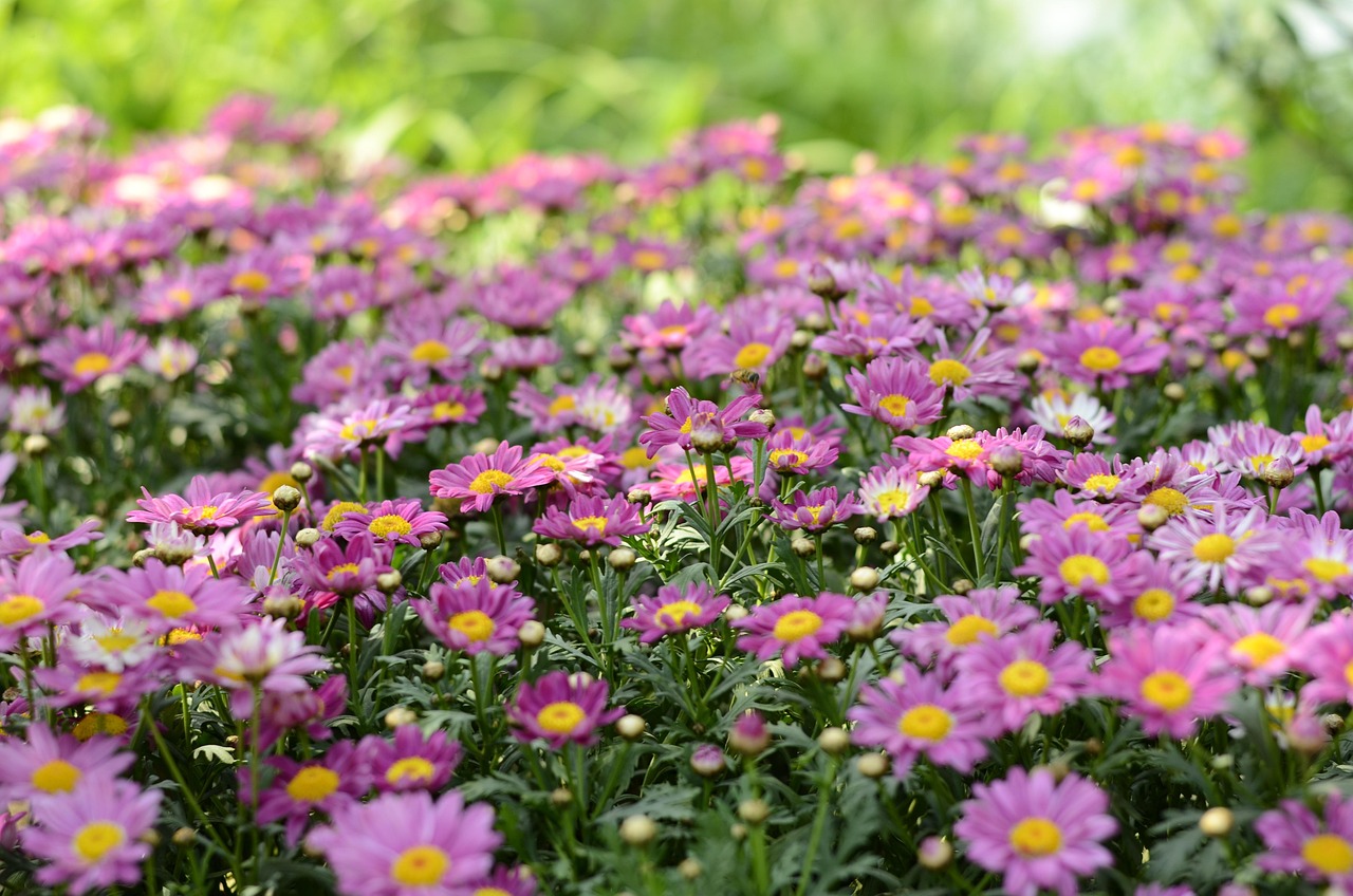 超过 500000 张关于“植物花丛”和“花”的免费图片 - Pixabay