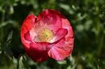red flowers, playboy, plant